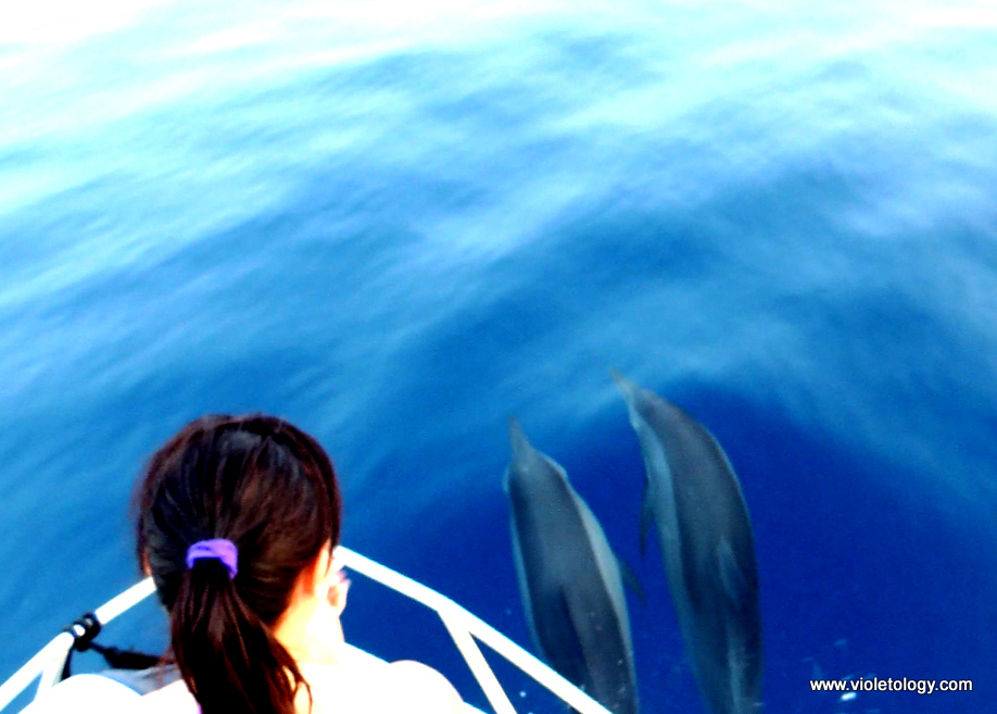 dolphinemaldives (9)